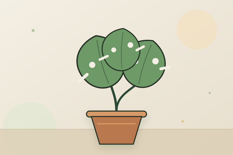 Monstera houseplant