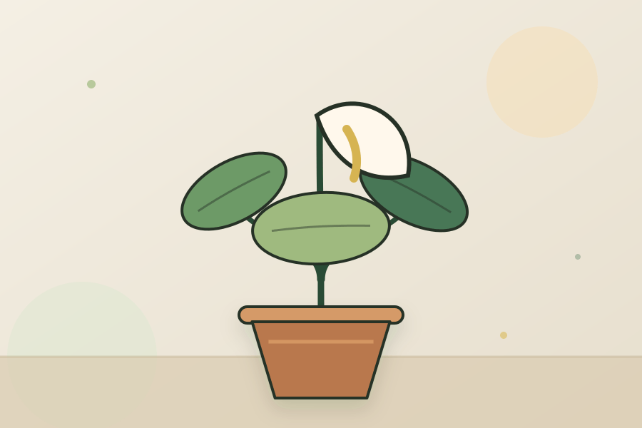 Peace Lily houseplant