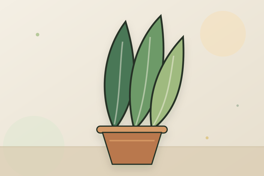 Snake Plant houseplant