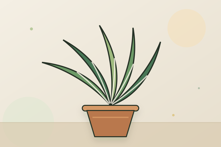 Spider Plant houseplant